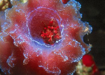 Cryptic Teardrop Crabs in Azure Vase Sponge.  Taken in Gr... by Beverly Speed 